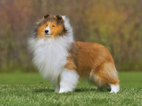 Sheltie | Sheltie Magazine